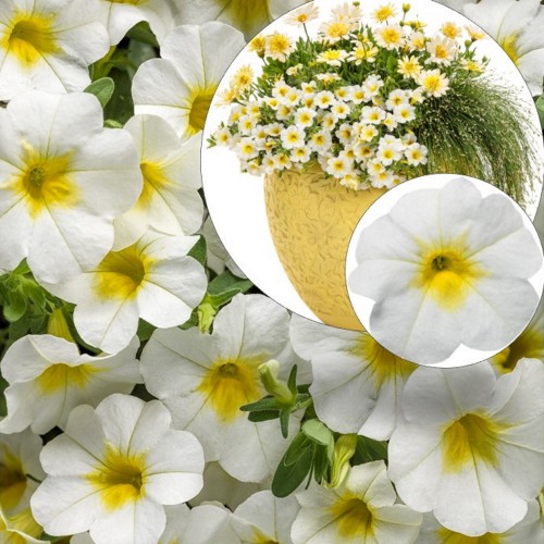 Calibrachoa SUPERBELLS 'Over Easy' - Puispetuunia SUPERBELLS 'Over Easy' P9/0,55L
